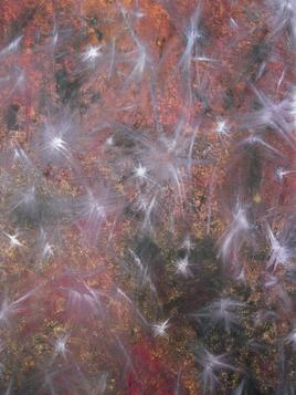 pluie d'&eacute;toiles