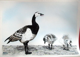 oie nonette et ses petits