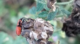 Punaise des baies ou pentatome des baies