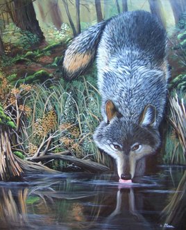 Le loup et la rivière