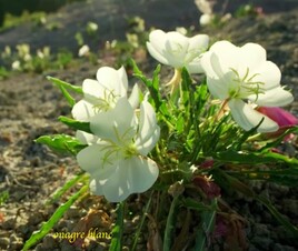 L’onagre blanche (Oenothera biennis) / Photo An Evening primrose