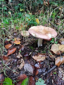 série champignons en Bretagne