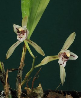 Orchidée d'Indonésie (Sumatra)