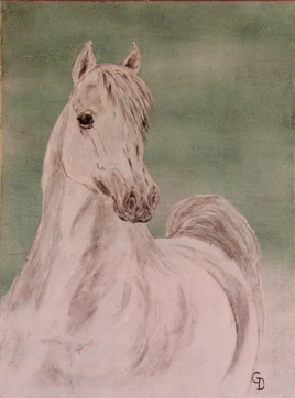 253 - Cheval blanc