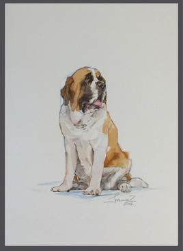 st bernard-aquarelle, pastel