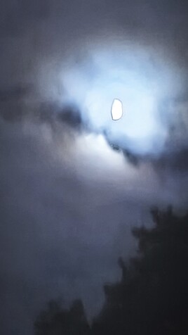 tete de beluga dans les nimbes du novembre