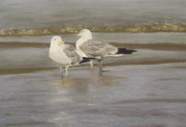 Les mouettes de la mer du nord