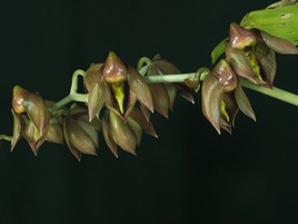Catasetum macrocarpum (hampe)