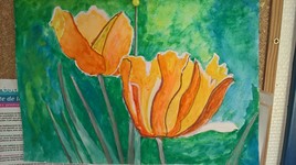 Tulipes