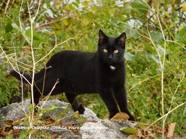 Minette aux yeux d'or