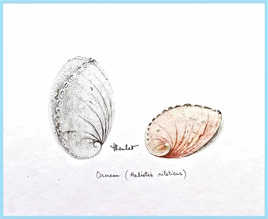 Ormeau (Haliotis niloticus) 1/2 / Drawing An abalone seashell