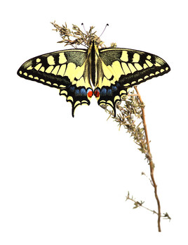 Le machaon