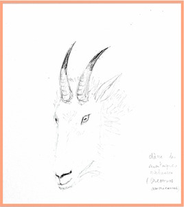 Chèvre des montagnes Rocheuses (Oreamnos americanus) / Drawing A Rocky Mountain goat