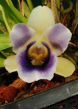 Orchidée d'Amérique Centrale