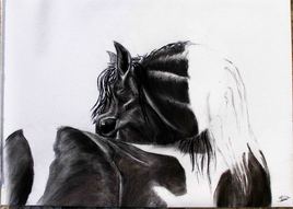 black & white horse