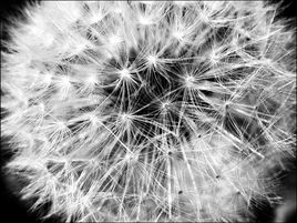 Une explosion de douceur