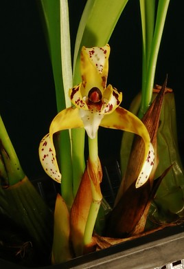 Orchidée mexicaine