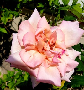 La rose