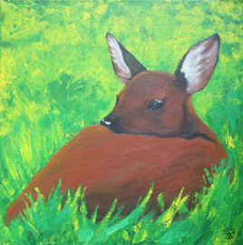 Chevreuil ou  "la Timidit&eacute;"