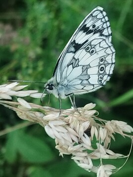 papillon