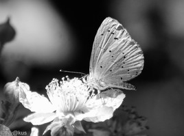 papillon n/bc 01