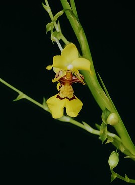 Orchidée du Brésil