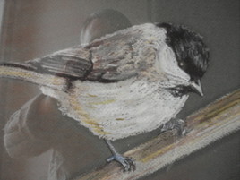 m&eacute;sange nonette