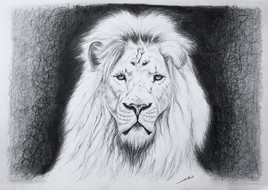Dessin de Lion