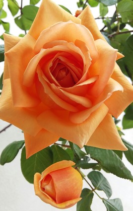 Rose abricot