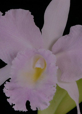 Orchidée Cattleya 1