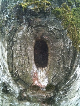 oeil v&eacute;g&eacute;tal. (photo)