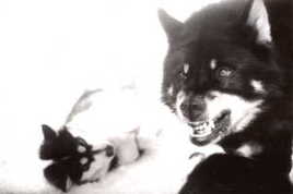 Chiens de tra&icirc;neau 10