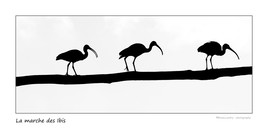 La marche des ibis