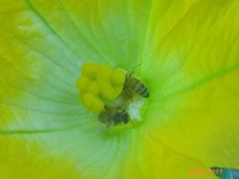 la pollinisation est importante , la preuve...(fleur de courgette et ses pollinisateurs)