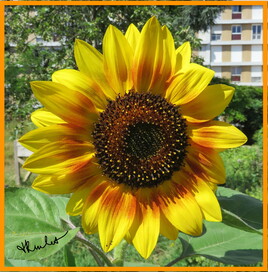 Tournesol multi fleurs (Helianthus annuus) / Photo A flowering sunflower