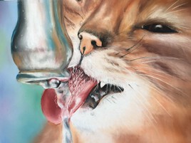 Chat au robinet