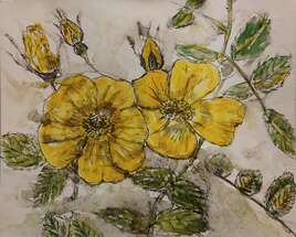 Australian Yellow Rose (Rosier Fétide)