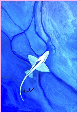 Requin-fant&ocirc;me (Hydrolagus trolli) / Painting A Pointy-nosed blue chimaera