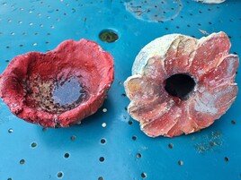 mes fleurs qui ne fanent pas