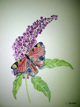 Papillon glouton