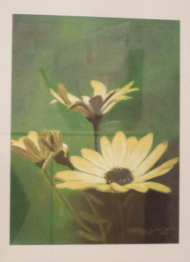 Osteospermum