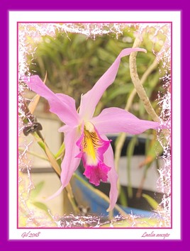 Laelia anceps - Orchidée