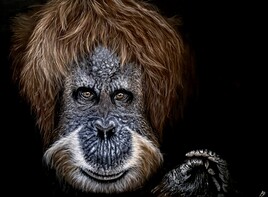 À notre cousin, l’orang-outan