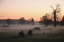 Cheval dans la brume
