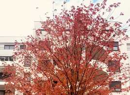 L’automne rougeoyant