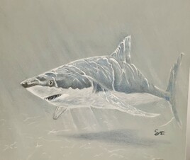 Requin blanc