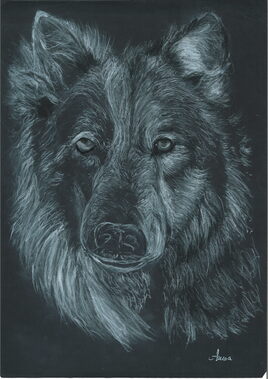 Mi-chien  mi-loup,mi loup mi  chien