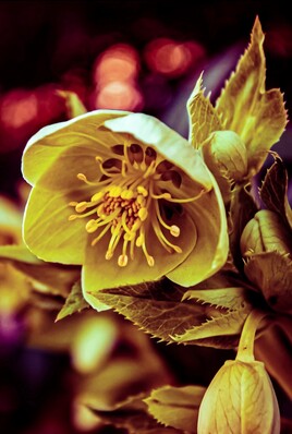 Le retour du printemps