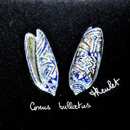 Coquillage Le cône bulle (Conus bullatus) / Drawing A Conus bullatus