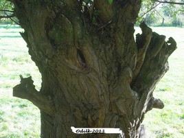 arbre tête 1